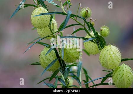 'Hairy balls' (Gomphocarpus physocarpus) aus Zimanga, Südafrika. Stockfoto