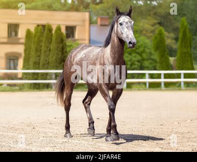 Schöne Pferderennen Galopp im Sand. Eine gesichtet Vollblut-Sportstute. Sommerlicht. Vorderansicht. Pferdesport. Sportbanner Stockfoto