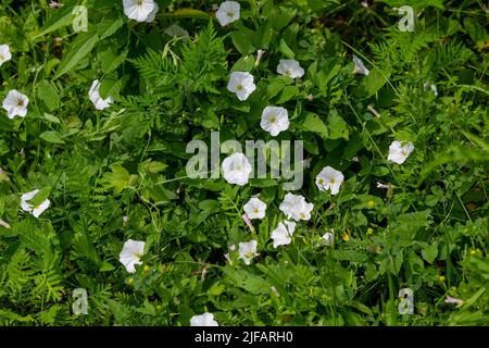 Feldbindekraut (Convolvulus arvensis), auch bekannt als Morning Glory, Europäische Bindekraut oder kriechende jenny ist breitblättrige, mehrjährige Pflanze Stockfoto