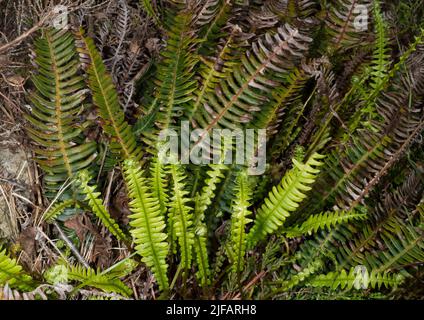 Hirsch-Farn (Blechnum spicant), der im Sommer neue Blätter herausschaufelt. Foto aus dem Südwesten Norwegens im Juni. Stockfoto