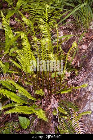 Hirsch-Farn (Blechnum spicant), der im Sommer neue Blätter herausschaufelt. Foto aus dem Südwesten Norwegens im Juni. Sowohl sterile Blätter als auch fruchtbare Blätter AS Stockfoto