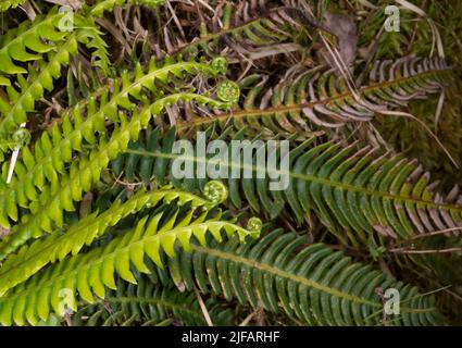 Hirsch-Farn (Blechnum spicant), der im Sommer neue fruchtbare Blätter herausschaufelt. Foto aus dem Südwesten Norwegens im Juni. Stockfoto