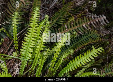 Hirsch-Farn (Blechnum spicant), der im Sommer neue fruchtbare Blätter herausschaufelt. Foto aus dem Südwesten Norwegens im Juni. Stockfoto