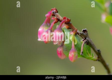Blüten von Moor-Heidelbeere (Vaccinium uliginosum) aus Hidra, südwestwärts Norwegen im Mai. Stockfoto