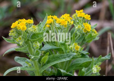 Marschragwort (Tephroseris palustris) aus Vejlerne, Norddänemark. Stockfoto