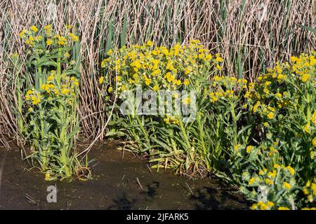 Marschragwort (Tephroseris palustris) aus Vejlerne, Norddänemark. Stockfoto