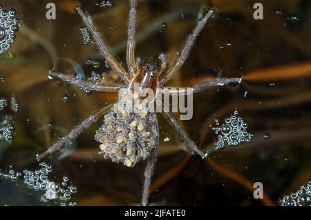 Weibliche Raft-Spinne (Dolomedes fimbriatus), die ihre Sprungfedern trägt. Foto aus Hidra, Südwestnorwegen. Stockfoto