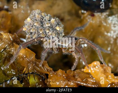 Weibliche Raft-Spinne (Dolomedes fimbriatus), die ihre Sprungfedern trägt. Foto aus Hidra, Südwestnorwegen. Stockfoto