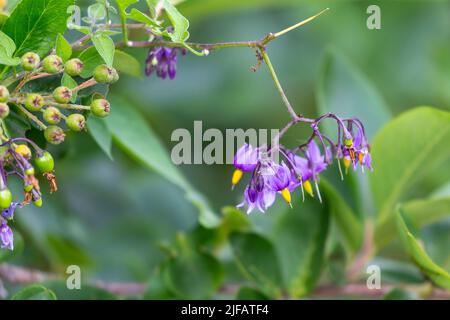 Bittersüß (Solanum dulcamara) bekannt als bittersüßer Nachtschatten, bitterer Nachtschatten, blauer Bindweed, Amara Dulcis, kletternder Nachtschatten, Fellenwort usw. Stockfoto