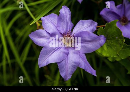 Nahaufnahme einer violetten Clematis Cezanne-Blume in einem blühenden Garten auf unscharfem Hintergrund Stockfoto