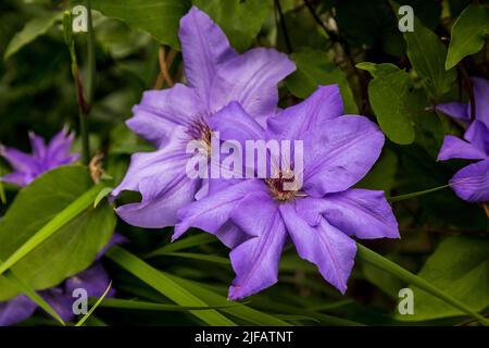 Nahaufnahme einer dunkelvioletten Clematis Cezanne Blume auf einem verschwommenen Hintergrund Stockfoto