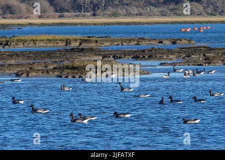 Brent Goose (Branta bernicla) Gruppe schwimmt bei Flut auf überschwemmtem Watt, Lymington und Keyhaven Marshes Nature Reserve, Hampshire, UK, Dezember. Stockfoto