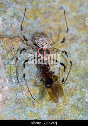 Weibchen der Zierbaumspinne (Herennia multipuncta) mit Beute. Tanjung Puting National Park, Kalimantan, Borneo. Stockfoto