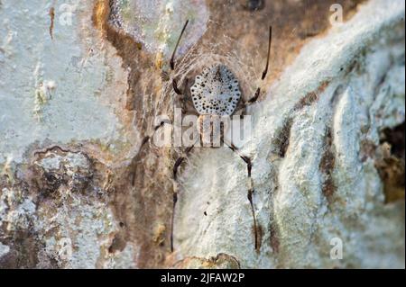 Weibchen der Zierbaumspinne (Herennia multipuncta) mit Beute. Danum Valley, Sabah, Borneo. Stockfoto