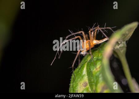 Luchsspinne aus der Familie Oxyopidae (Oxyopes sp. ?) Von Komodo Island, Indonesien Stockfoto