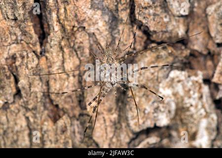 Zwei Schwanzspinnen (Hersilia sp.?), die sich auf einem Stamm auf der Komodo-Insel, Indonesien, paaren Stockfoto