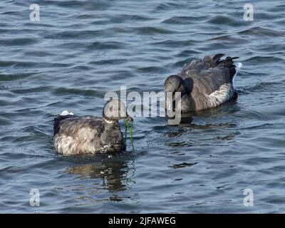 Brent Gans (Branta bernicla), die bei Flut in einem Salzmarschbach grüne Algen fressen, Lymington und Keyhaven Marshes Nature Reserve, Hampshire, Stockfoto