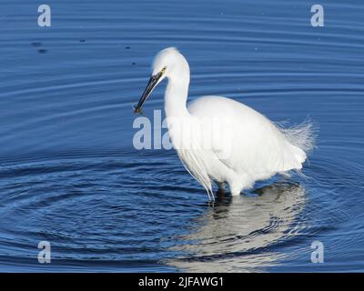 Kleiner Reiher (Egretta garzetta) mit braunen Garnelen (Crangon crangon), gefangen in einem Salzmarsh Creek, Lymington und Keyhaven Marshes, Hampshire, Großbritannien. Stockfoto