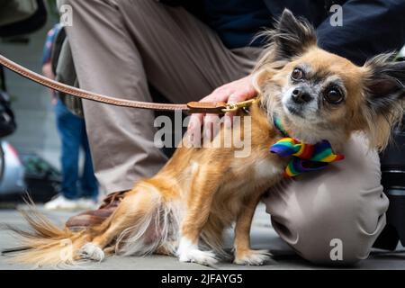 London, Großbritannien. 1. Juli 2022. Ein Hundebesitzer mit einem chihuahua begleitet ältere Veteranen des ersten UK Pride march 1972, die ihre exakte Route von der Charing Cross Road und der Oxford Street zum Hyde Park nachverfolgen. Die Veranstaltung wird von der Gay Liberation Front (GLF) organisiert und findet genau zum 50.. Jahrestag der ersten britischen Pride statt. Am 2. Juli findet in London die Pride statt, die der GLF als kommerzialisiert betrachtet. Kredit: Stephen Chung / Alamy Live Nachrichten Stockfoto