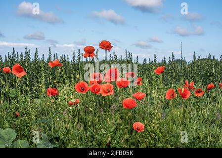 Wiese mit roten Mohnblumen gegen dunkelgrüne Pflanzen und hellblauen Himmel, Dänemark, 28. Juni 2022 Stockfoto