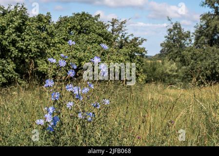 Sommerwiese mit blühender blauer Zichorie, Dänemark, 28. Juni 2022 Stockfoto