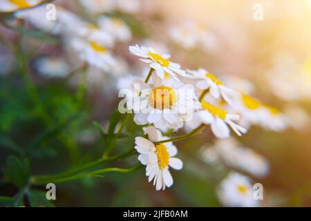 Detail der Kamillenblüten, die wild auf einer grünen Wiese wachsen. Sommerfeld von Heilpflanzen, blühende weiße Gänseblümchen im Sonnenlicht. Floral natürlich Stockfoto