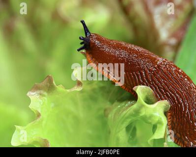 spanische Schnecke im Garten auf einem Salatblatt, Nahaufnahme einer kriechenden Schnecke auf dem Salat Stockfoto