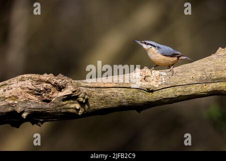 Schöner UK Nuthatch Bird (Sitta europaea) isoliert auf einem Zweig mit Platz für Kopie Stockfoto