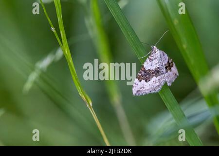 Silver Ground Carpet Moth (Xanthorhoe montanata), Großbritannien, Platz zum Kopieren Stockfoto