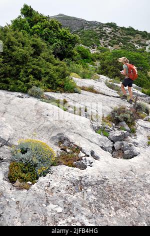 Frankreich, Var, Plan d'Aups Sainte Baume, regionaler Naturpark Sainte-Baume, Sainte-Baume-Massiv, Wanderer am Col du Saint-Pilon auf der Spitze der Klippe auf dem GR 98 und GR9, santolina Blumen im Vordergrund in den Felsen Stockfoto