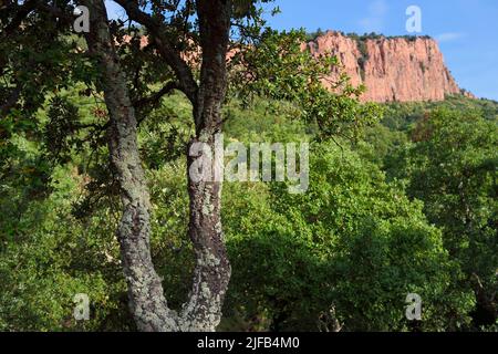 Frankreich, Var, zwischen Bagnols en Foret und Roquebrune sur Argens, die Gorges du Blavet, junge Korkeiche Stockfoto