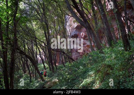 Frankreich, Var, zwischen Bagnols en Foret und Roquebrune sur Argens, Wanderung in den Gorges du Blavet Stockfoto