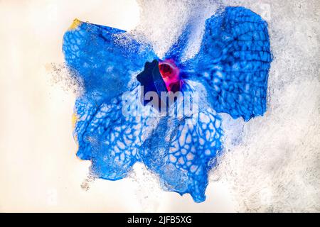 Wunderschöne Orchideenblume, eingefroren in Eis mit unscharfer Hintergrundfarbe. Stockfoto