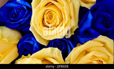 Der Hintergrund ist gelb-blaue Rosenblüten, ukrainisches Symbol der Flagge. Nahaufnahme Stockfoto