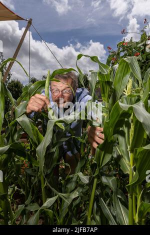 Hugh Fearnley-Whittingstall hat dieses Jahr beim RHS Hampton Court Garden Festival mit dem Gärtner Adam Crofts, Großbritannien, den RHS River Cottage Market Garden gegründet Stockfoto