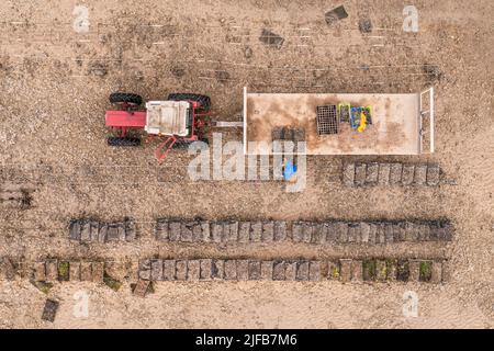 Frankreich, Charente-Maritime, Fouras, Traktor in den Austernbeeten, Austernzüchter sammelt bei Ebbe Taschen an der Pointe de la Fumée (Luftaufnahme) Stockfoto