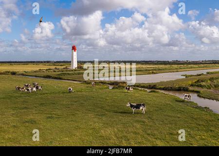 Frankreich, Charente-Maritime, Fouras, Kühe in den Salzwiesen der flutgefährdeten Gebiete der Charente-Mündung und des Soumard-Rückfahrts-Leuchtturms (Luftaufnahme) Stockfoto