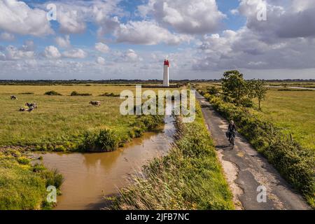 Frankreich, Charente-Maritime, Fouras, Radler auf dem Radweg Flow Vélo, Kühe in den Salzwiesen der hochwassergefährdeten Gebiete der Flussmündung von Charente und Leuchtturm Soumard (Luftaufnahme) Stockfoto