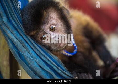 Frankreich, Französisch-Guayana, Amazonischer Park, Herzzone, Camopi, Junger gebändelter brauner Kapuzineraffen (Cebus apella), der in seiner Hängematte, einem Teil des Dorfes, ruht. Wayàpi Stockfoto