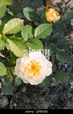 Schöne Blumen der englischen Feier gelbe Goldene Rose im Sommer im Garten Stockfoto