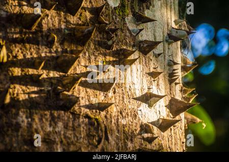 Frankreich, Französisch-Guayana, Amazonischer Park, Herzbereich, Saül, Stamm eines jungen Fromager (Bombax ceiba), der mit schützenden Dornen besetzt ist Stockfoto