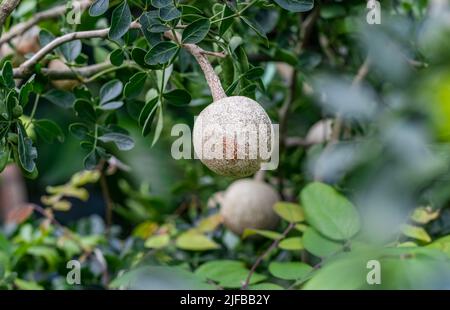 Holz Apfel oder Limonia acidissima Frucht wächst auf dem Baum mit Kopieplatz Stockfoto