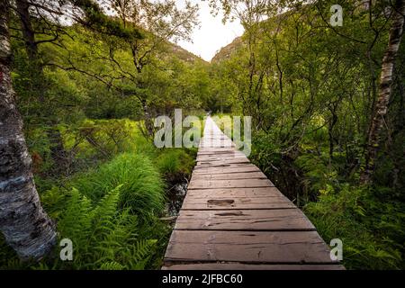 Norwegen, Rogaland, Ryfylke, Lysefjord (Lysebotn Fjord), auf dem Wanderweg, der zum Preikestolen (Felsen des Stuhls) führt, der den Fjord für 600m überblickt, ist es die beliebteste Wanderung in der Region Stavanger Stockfoto