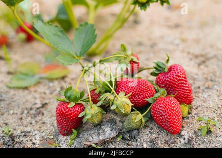 Frische, reife rote Bio-Erdbeeren wachsen auf einem Busch im Garten. Ohne Chemikalien und Nitrate Stockfoto
