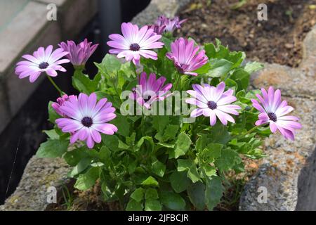 Afrikanisches Dais, osteospermum Stockfoto