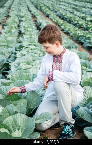 Soft Selective Fokus von Guy in besticktem ukrainischen Hemd neben Kohlblatt vor dem Hintergrund von grünem Gemüse sät. Landwirtschaft, Agrarindustrie. Baut Nahrungsmittel an. Reife Ernte. Stockfoto