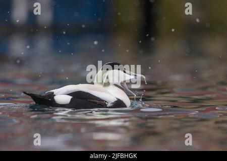 Norwegen, Varanger-Fjord, Båtsfjord, Hafen von Båtsfjord, gemeiner Eider (Somateria mollissima), männlich Stockfoto