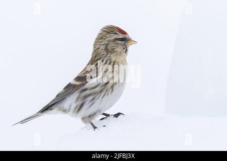 Norwegen, Varanger-Fjord, Vadso, Rotfeuerrodel (Acantthis flammea), im Schnee Stockfoto