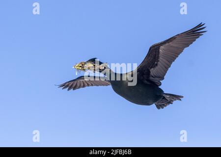 Norwegen, Varanger-Fjord, Vardø oder Vardo, Insel Hornøya, geschützte Insel mit großen Seevögeln-Kolonien, europäischem Shag oder gewöhnlichem Shag (Phalacrocorax aristotelis), im Flug mit Material für den Nestbau (Seewedeln) Stockfoto