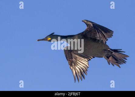 Norwegen, Varanger Fjord, Vardø oder Vardo, Insel Hornøya, geschützte Insel mit großen Seevögeln, europäischem Shag oder gewöhnlicher Shag (Phalacrocorax aristotelis), im Flug Stockfoto